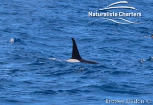 Orca Whale Watching in Bremer Canyon - February 15, 2020 - 6