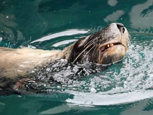 Sea Lion