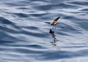 Albatross Flying