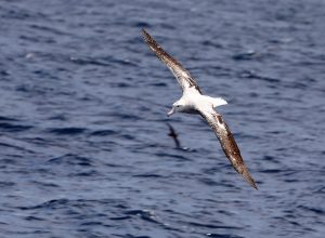 Bird Flying above the water