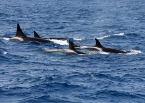 Pod of orca