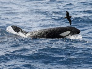 Orca and a bird