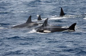 Group of Orcas protecting the calf
