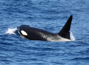 Orca swimming