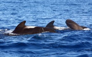 Orcas diving