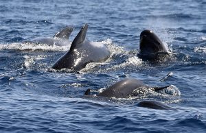 Orcas playing