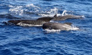 Killer Whale Swimming