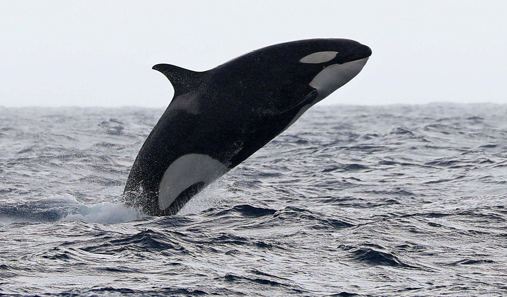 Great Killer Whale in Bremer Canyon