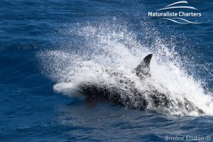 Orca Whale Watching in Bremer Canyon - February 15, 2020 - 15