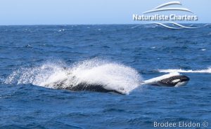 Orca Whale Watching in Bremer Canyon - February 15, 2020 - 11