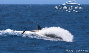 Orca Whale Watching in Bremer Canyon - February 15, 2020 - 14