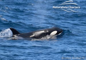 Orca Whale Watching in Bremer Canyon - February 15, 2020 - 27