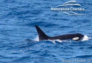 Orca Whale Watching in Bremer Canyon - February 15, 2020 - 7