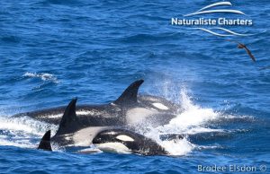 Orca Whale Watching in Bremer Canyon - February 15, 2020 - 19