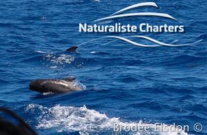 Orca Whale Watching in Bremer Canyon - February 15, 2020 - 23