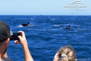 Orca Whale Watching in Bremer Canyon - February 15, 2020 - 24