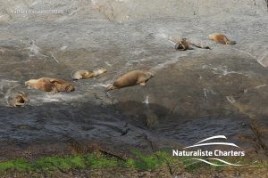 Australian Sea Lions 23 2 20 300x200