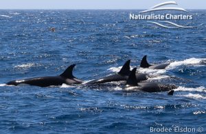 Orca Whale Watching in Bremer Canyon - February 15, 2020 - 31
