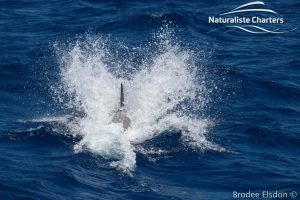 Orca Whale Watching in Bremer Canyon - February 15, 2020 - 13