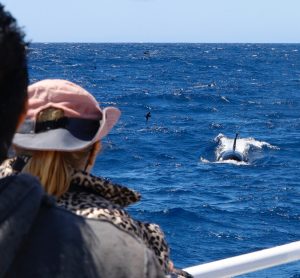 Tourists watching the whales
