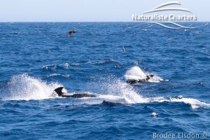 Orca Whale Watching in Bremer Canyon - February 15, 2020 - 22