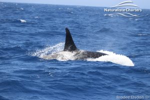 Orca Whale Watching in Bremer Canyon - February 15, 2020 - 17