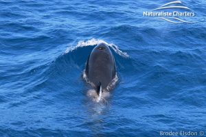 Orca Whale Watching in Bremer Canyon - February 15, 2020 - 10