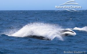 Orca Whale Watching in Bremer Canyon - February 15, 2020 - 12