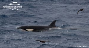 Orca Whale Watching in Bremer Canyon - February 26, 2020 - 2