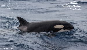 Orca Whale Watching in Bremer Canyon - February 26, 2020 - 4