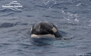 Orca Whale Watching in Bremer Canyon - February 26, 2020 - 6