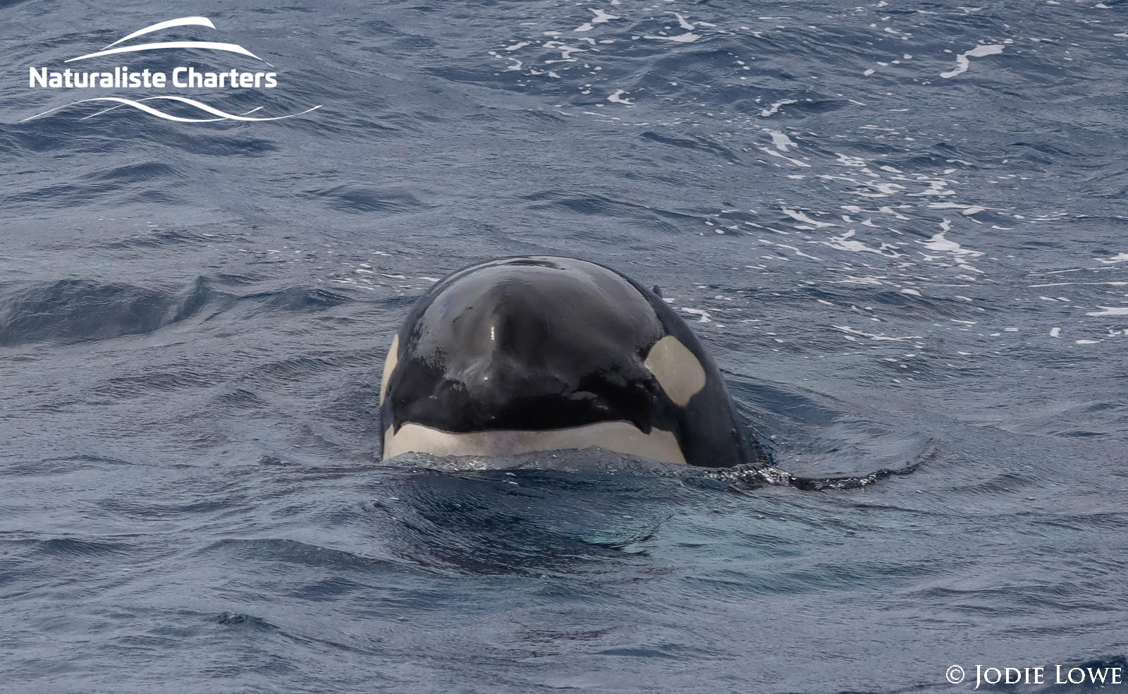 Orca whale peeking
