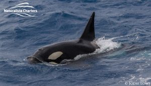 Orca Whale Watching in Bremer Canyon - February 26, 2020 - 7