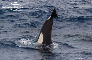 Orca Whale Watching in Bremer Canyon - February 26, 2020 - 8