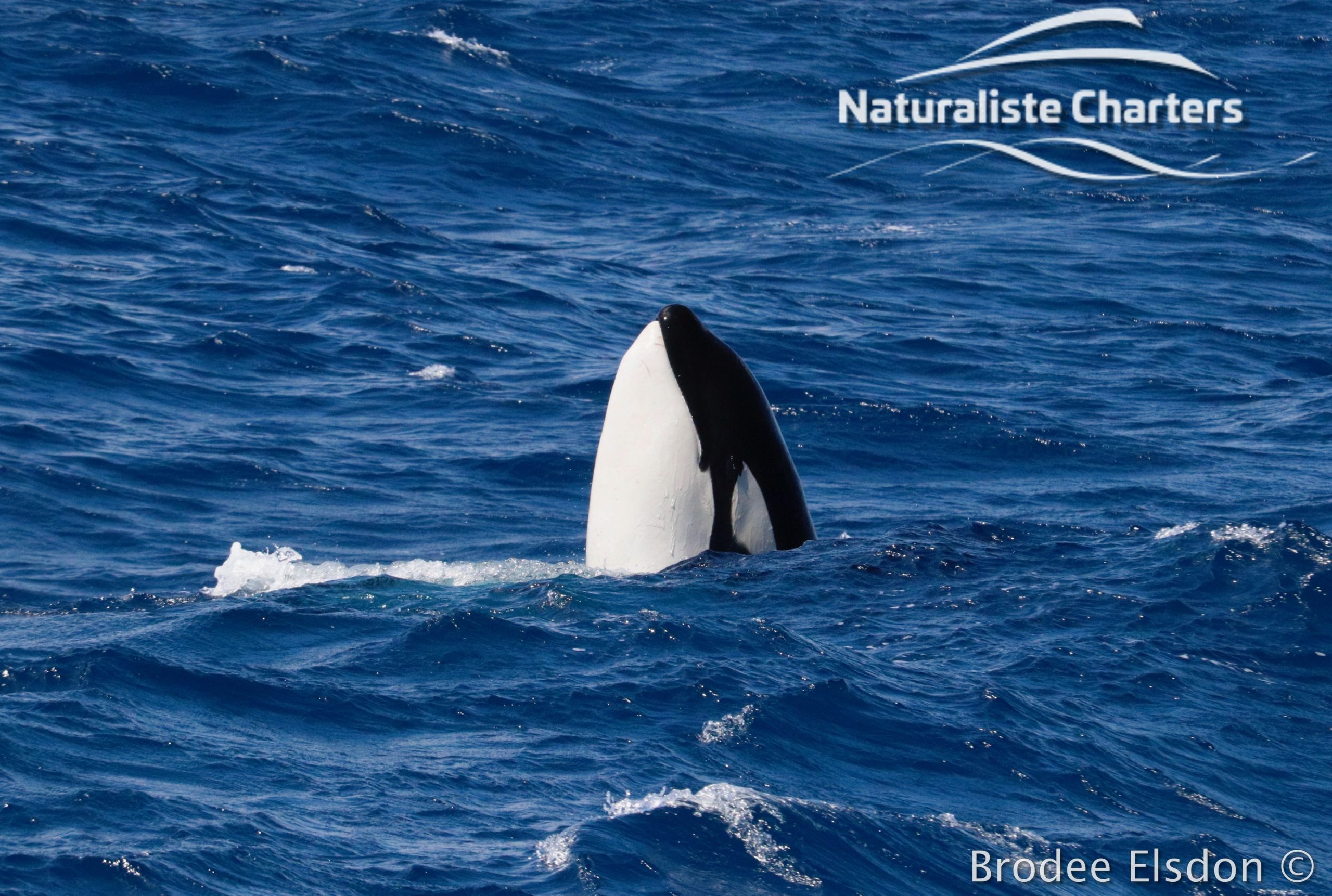 Little Killer Whale Watching in Bremer Canyon
