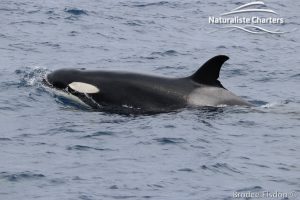 Killer Whale (Orca) Watching in Bremer Bay - February 23, 2020 - 1