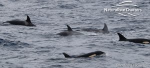 Killer Whale (Orca) Watching in Bremer Bay - February 23, 2020 - 2