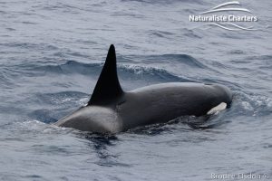 Killer Whale (Orca) Watching in Bremer Bay - February 23, 2020 - 3