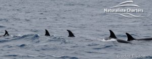 Killer Whale (Orca) Watching in Bremer Bay - February 23, 2020 - 5