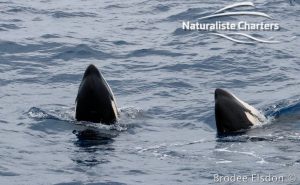 Killer Whale (Orca) Watching in Bremer Bay - February 23, 2020 - 7