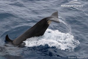 Killer Whale (Orca) Watching in Bremer Bay - February 23, 2020 - 9