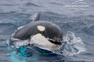 Killer Whale (Orca) Watching in Bremer Bay - February 23, 2020 - 11