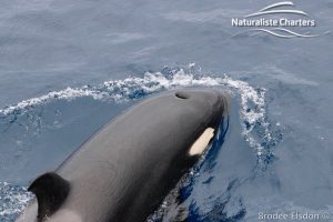 Killer Whale (Orca) Watching in Bremer Bay - February 23, 2020 - 12