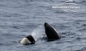 Killer Whale (Orca) Watching in Bremer Bay - February 23, 2020 - 13