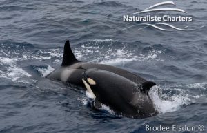 Killer Whale (Orca) Watching in Bremer Bay - February 23, 2020 - 14