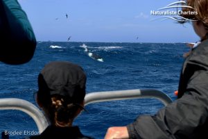 Tourists looking at a whale