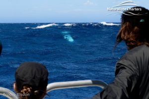 Tourists looking for whales