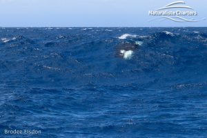 A whale above the water and tourists