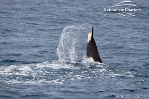 Tail of a whale