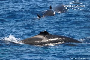 Tourists watching whales